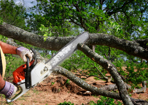 Trusted Prospect, KY Tree Service Experts